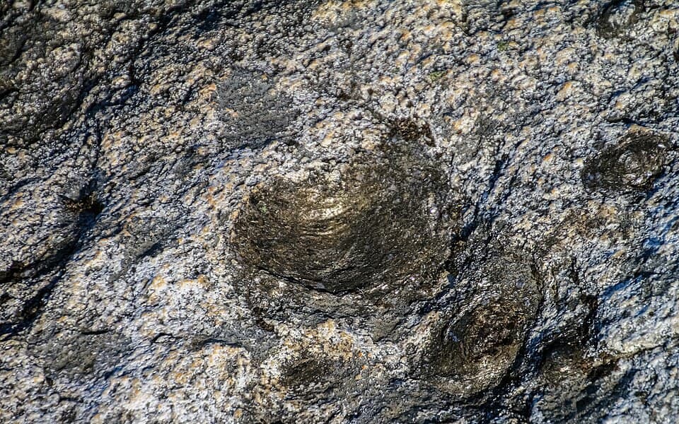 Nódulo escuro numa rocha do geossítio Pedras Parideiras, em Arouca