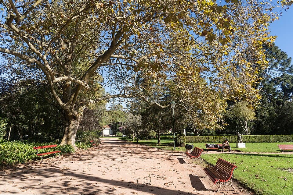 Caminho e arvoredo do Parque D. Carlos I nas Caldas da Rainha
