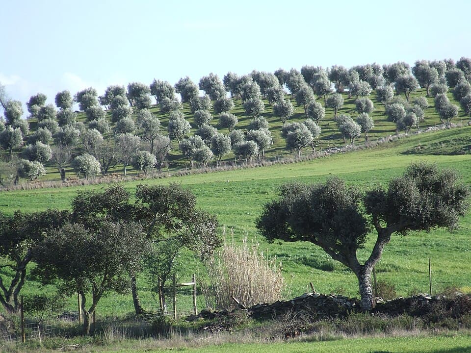 Olival e campos verdes na paisagem rural de Castro Verde