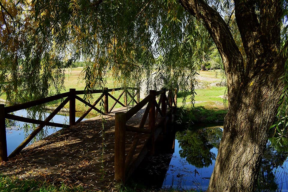 Pequena ponte de madeira entre árvores na Ribeira da Venda, em Comenda