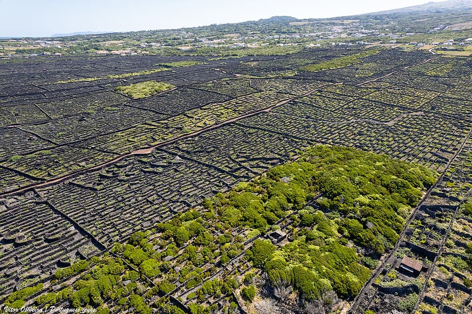 Vinhas da Criação Velha na ilha do Pico