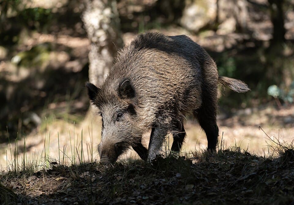 Javali entre a vegetação da Tapada Nacional de Mafra