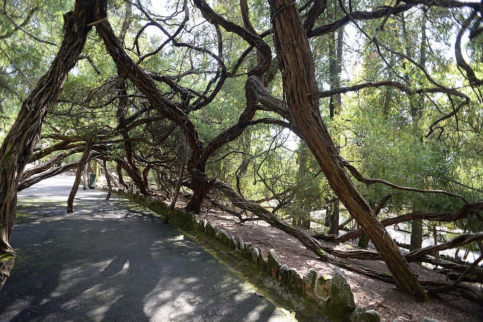 Caminho sob árvores antigas no Parque de La Salette, em Oliveira de Azeméis