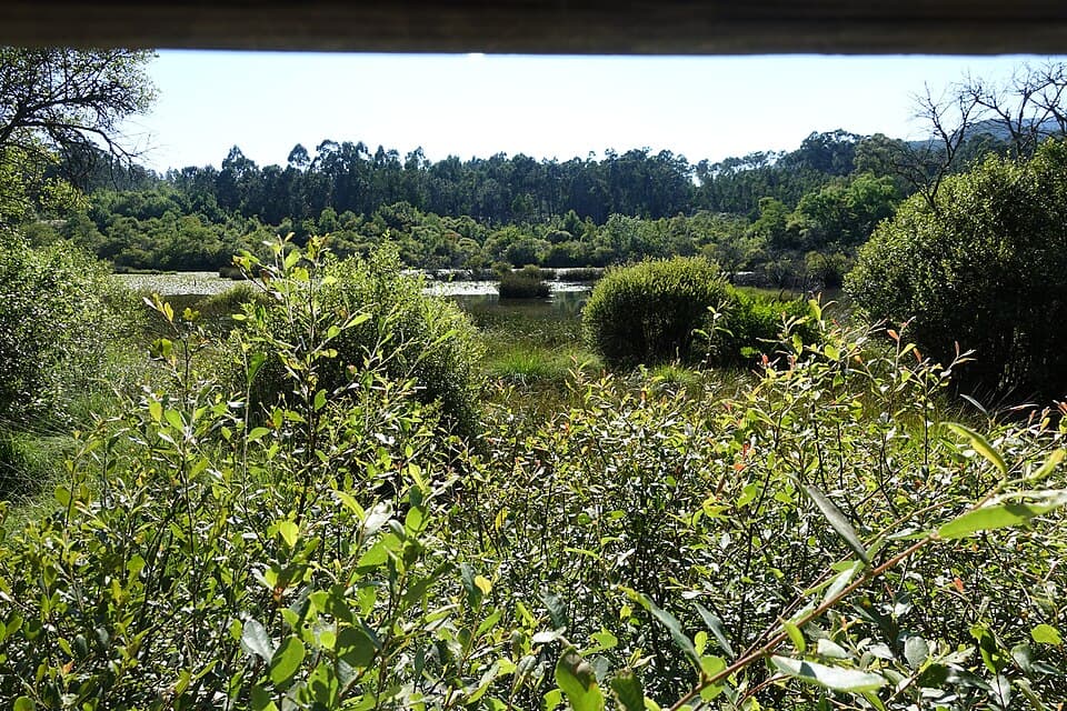Zona húmida da Paisagem Protegida das Lagoas de Bertiandos em Ponte de Lima