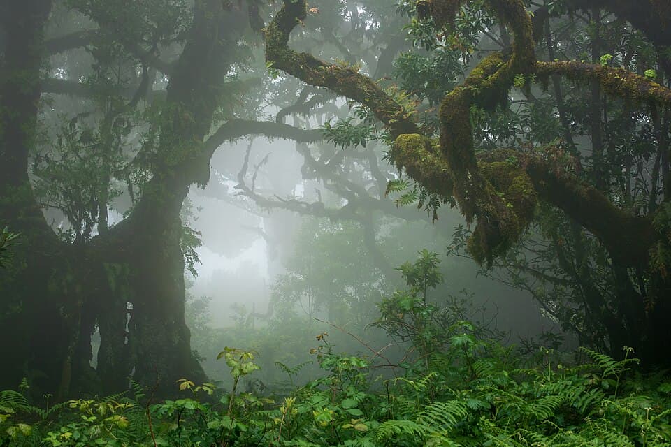 Árvores da floresta do Fanal entre nevoeiro no concelho de Porto Moniz