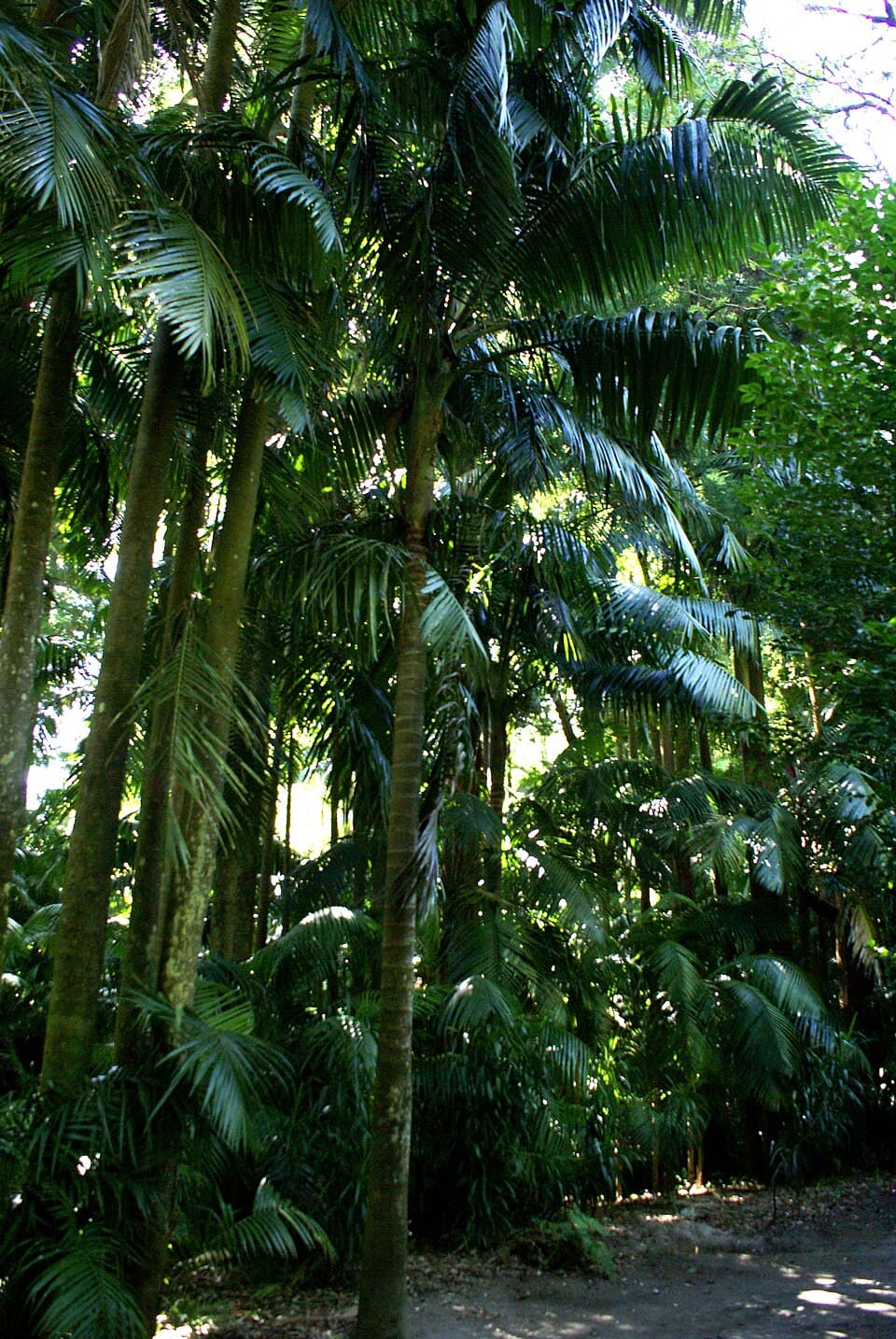 Palmeiras e vegetação do Parque Terra Nostra nas Furnas