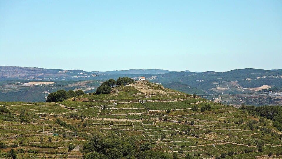 Socalcos de vinha vistos do Miradouro de São Pedro de Fontes