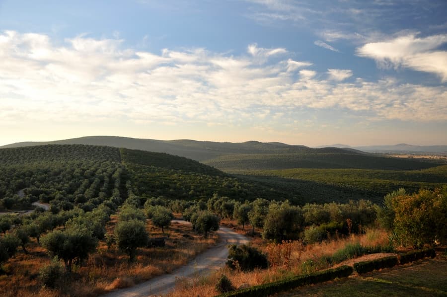 Olivais ondulantes nos campos de Sousel sob céu aberto