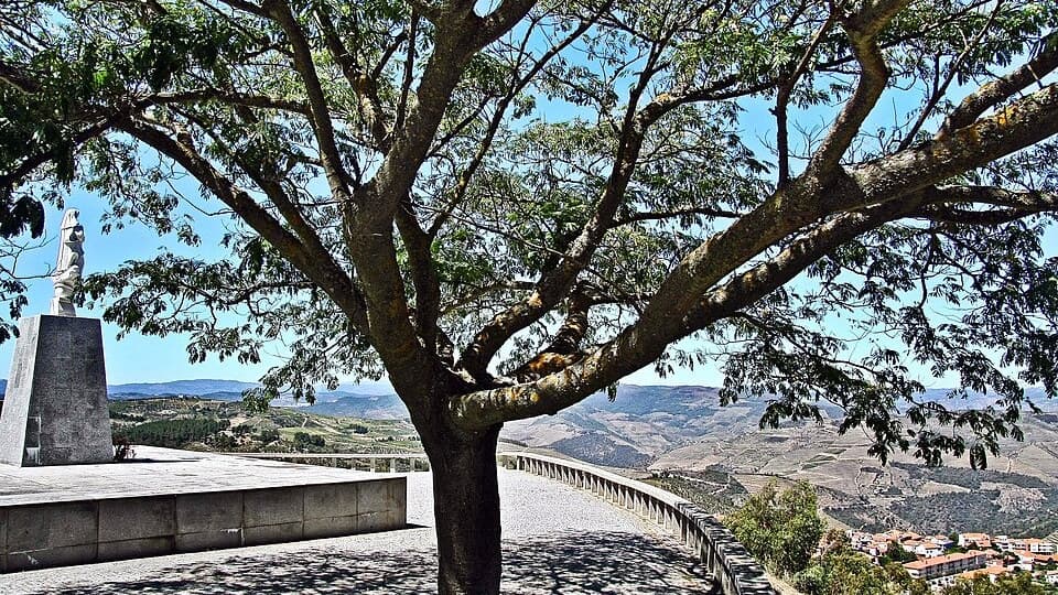 Árvore e vista do Miradouro de Nossa Senhora da Conceição em Tabuaço