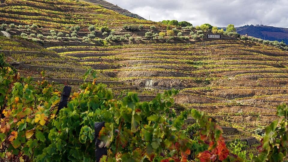 Vinhas em socalcos na Quinta do Seixo, Tabuaço
