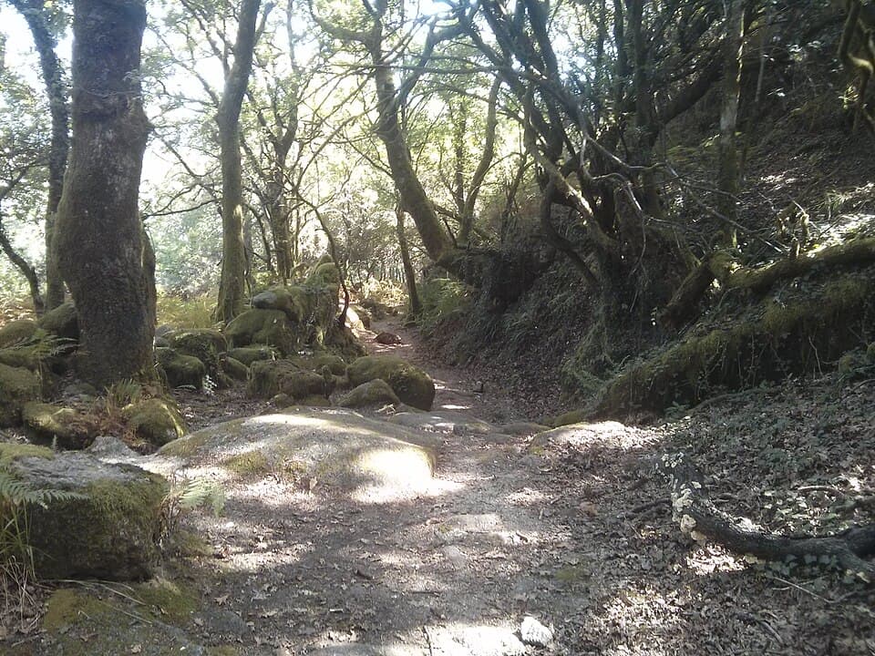 Pavimento de pedra da Geira entre árvores no Campo do Gerês