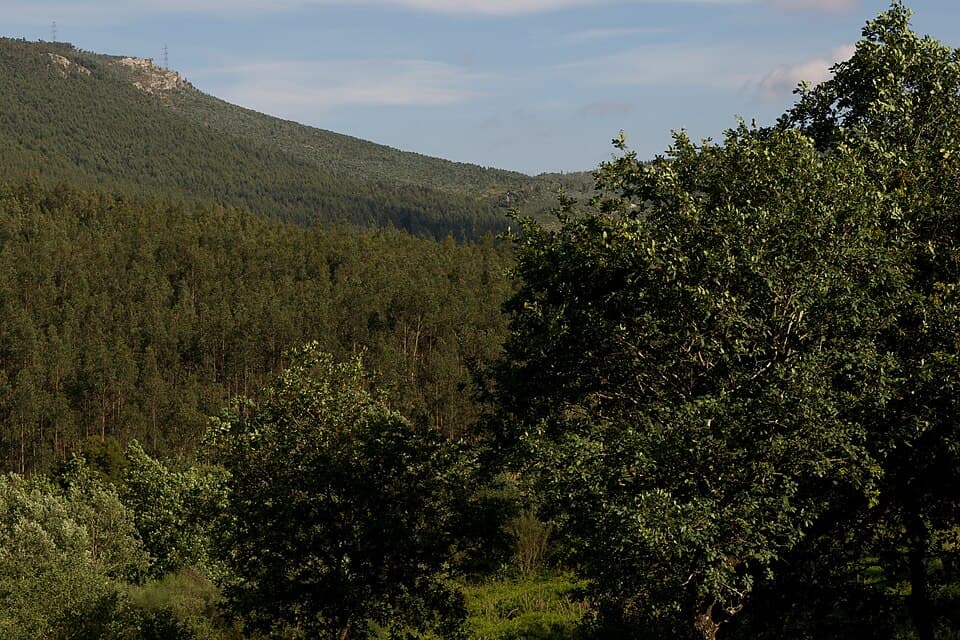 Encostas arborizadas das Serras de Valongo